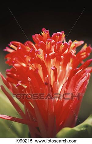 Bromeliad View Large Photo Image Stock Photography - Bromeliad. Fotosearch