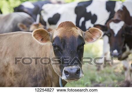 Stock Photo - Brown and black cows; Honesdale, Pennsylvania, United States of America. Fotosearch