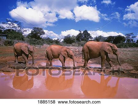 Stock Photo - Brown Baby Elephants Walking By Pond. Fotosearch