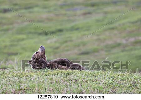 Brown bear scratches while lying in the tundra, Denali National Park, Interior Alaska, Spring View Large Photo Image Stock Image - Brown bear scratches while lying in the tundra, Denali National Park, Interior Alaska, Spring. Fotosearch