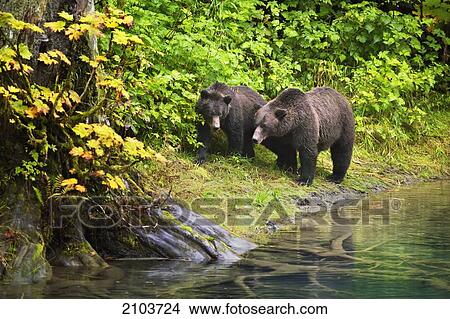 Brown Bear Sow And Cub Walking Near Water (Fish Creek); Hyder Alaska United States Of America View Large Photo Image Picture - Brown Bear Sow And Cub Walking Near Water (Fish Creek); Hyder Alaska United States Of America. Fotosearch