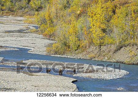 Picture - Brown Bear sow (Ursus Arctos) with cubs on the East Fork River in Denali National Park, Alaska, Autumn. Fotosearch