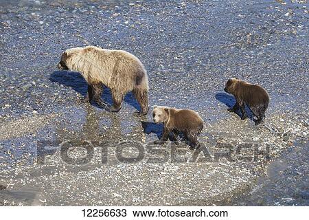 Stock Image - Brown Bear sow (Ursus Arctos) with cubs on the East Fork River in Denali National Park, Alaska, Autumn. Fotosearch