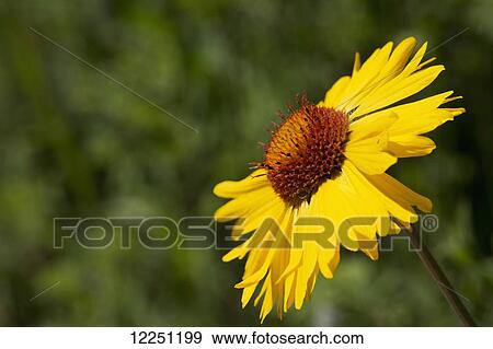 Brown eyed susan (Rudbeckia triloba) in the sunshine; Calgary, Alberta, Canada View Large Photo Image Stock Photo - Brown eyed susan (Rudbeckia triloba) in the sunshine; Calgary, Alberta, Canada. Fotosearch