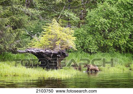 Stock Image - Brown Grizzly Bear (Ursus Arctos Horribilis) Walking Near An Uprooted Tree With New Growth At The Khutzeymateen Grizzly Bear Sanctuary; British Columbia Canada. Fotosearch