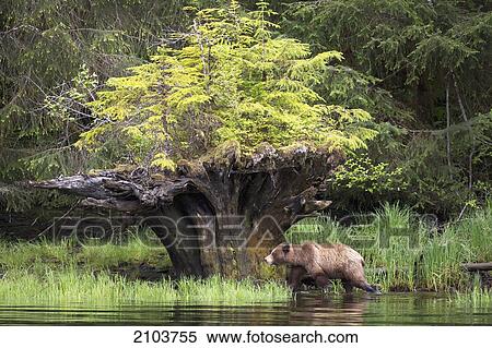 Stock Photography - Brown Grizzly Bear Walking Near An Uprooted Tree With New Growth At The Khutzeymateen Grizzly Bear Sanctuary; British Columbia Canada. Fotosearch