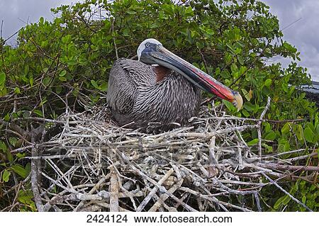 Brown Pelican (Pelecanus occidentalis) sitting on it's nest; Santa Cruz Island, Galapagos Archipelago, Ecuador View Large Photo Image Picture - Brown Pelican (Pelecanus occidentalis) sitting on it's nest; Santa Cruz Island, Galapagos Archipelago, Ecuador. Fotosearch