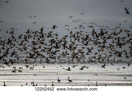 Stock Image - Brown Pelicans (Pelecanus occidentalis) follow the fish along the Pacific Coast; Ilwaco, Washington, United States of America. Fotosearch