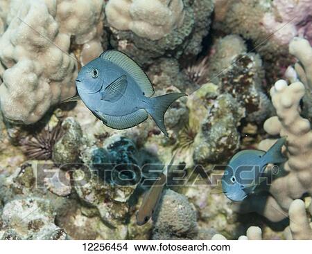 Picture - Brown Surgeonfish (Acanthurus nigrofuscus) near a coral reef; Kona, Island of Hawaii, Hawaii, United States of America. Fotosearch