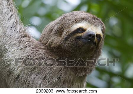 Brown-Throated Sloth (Bradypus Variegatus), Biocentro Guembe, Santa Cruz, Bolivia View Large Photo Image Stock Image - Brown-Throated Sloth (Bradypus Variegatus), Biocentro Guembe, Santa Cruz, Bolivia. Fotosearch