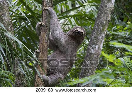 Brown-Throated Sloth (Bradypus Variegatus) On A Tree, Biocentro Guembe, Santa Cruz, Bolivia View Large Photo Image Stock Photo - Brown-Throated Sloth (Bradypus Variegatus) On A Tree, Biocentro Guembe, Santa Cruz, Bolivia. Fotosearch
