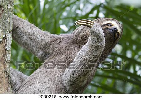 Stock Photo - Brown-Throated Sloth (Bradypus Variegatus) On A Tree, Biocentro Guembe, Santa Cruz, Bolivia. Fotosearch