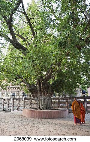 Stock Photo - Buddhist Monk And Young Novice, Mahabodi Temple, Bodhgaya, Bihar, India. Fotosearch