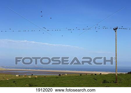 Budle Bay, Northumberland Coastline, England, Uk View Large Photo Image Stock Image - Budle Bay, Northumberland Coastline, England, Uk. Fotosearch