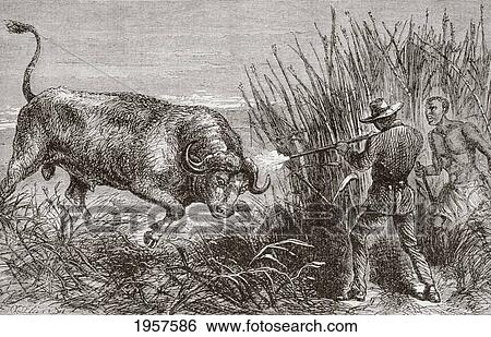 Buffalo Hunting In Africa In The 1860's. From L'univers Illustre Published In Paris In The 1868. View Large Photo Image Stock Photograph - Buffalo Hunting In Africa In The 1860's. From L'univers Illustre Published In Paris In The 1868.. Fotosearch