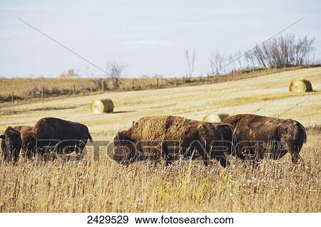 Buffalo in a field; Rossburn, Manitoba, Canada View Large Photo Image Stock Photo - Buffalo in a field; Rossburn, Manitoba, Canada. Fotosearch