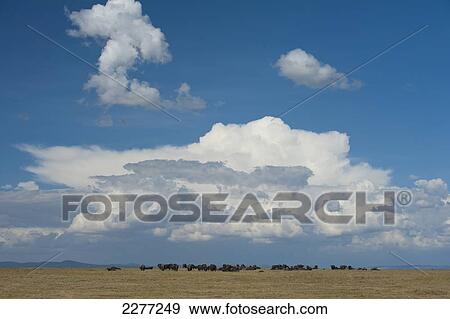 Buffalo in front of large storm cloud on grassy plain, Ol Pejeta Conservancy; Kenya View Large Photo Image Stock Photo - Buffalo in front of large storm cloud on grassy plain, Ol Pejeta Conservancy; Kenya. Fotosearch