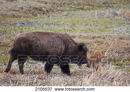 Buffalo In Yellowstone National Park; Wyoming United States Of America View Large Photo Image Stock Photo - Buffalo In Yellowstone National Park; Wyoming United States Of America. Fotosearch