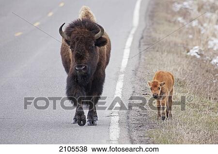 Stock Photo - Buffalo Walking On The Road In Yellowstone National Park; Wyoming United States Of America. Fotosearch