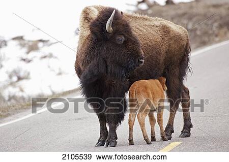 Buffalo Walking On The Road In Yellowstone National Park; Wyoming United States Of America View Large Photo Image Stock Photo - Buffalo Walking On The Road In Yellowstone National Park; Wyoming United States Of America. Fotosearch