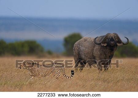 Buffalo watching cheetah walking across grassy plain, Ol Pejeta Conservancy; Kenya View Large Photo Image Stock Image - Buffalo watching cheetah walking across grassy plain, Ol Pejeta Conservancy; Kenya. Fotosearch