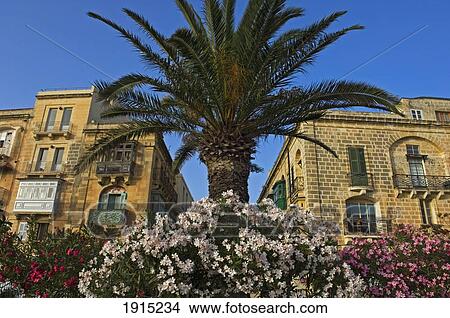 Picture - Buildings In Valletta. Fotosearch