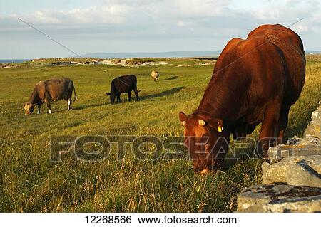 Bull and cows on Inishmore island, largest of the Aran islands, off the Galway coast on the Wild Atlantic Way; County Galway, Ireland View Large Photo Image Stock Photograph - Bull and cows on Inishmore island, largest of the Aran islands, off the Galway coast on the Wild Atlantic Way; County Galway, Ireland. Fotosearch