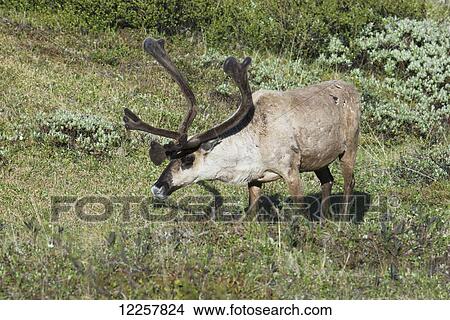 Bull caribou browsing on the tundra in Denali National Park, Interior Alaska, spring View Large Photo Image Picture - Bull caribou browsing on the tundra in Denali National Park, Interior Alaska, spring. Fotosearch