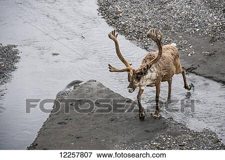 Bull caribou on the Toklat river in Denali National park, Interior Alaska, Spring View Large Photo Image Stock Photo - Bull caribou on the Toklat river in Denali National park, Interior Alaska, Spring. Fotosearch