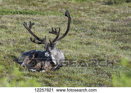 Bull Caribou resting on the tundra in Denali National Park, Interior Alaska, Spring View Large Photo Image Stock Image - Bull Caribou resting on the tundra in Denali National Park, Interior Alaska, Spring. Fotosearch