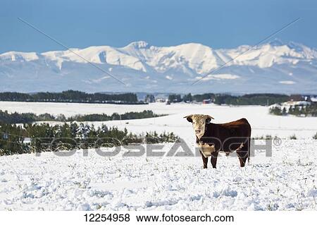 Bull cattle in a snow covered field with snow capped mountains and blue sky in the background; Alberta, Canada View Large Photo Image Stock Photo - Bull cattle in a snow covered field with snow capped mountains and blue sky in the background; Alberta, Canada. Fotosearch