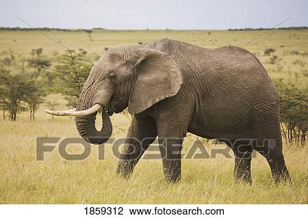 Bull Elephant In Game Reserve, Masai Mara, Kenya, East Africa View Large Photo Image Stock Image - Bull Elephant In Game Reserve, Masai Mara, Kenya, East Africa. Fotosearch