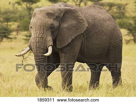 Bull Elephant, Masai Mara, Kenya, Africa View Large Photo Image Stock Image - Bull Elephant, Masai Mara, Kenya, Africa. Fotosearch