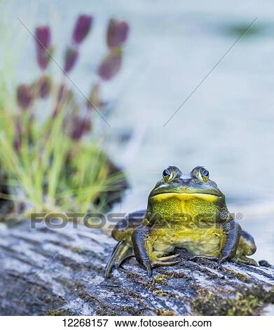 Bull frog (rana catesbeiana) resting on a log beside a lake; Ontario, Canada View Large Photo Image Stock Photo - Bull frog (rana catesbeiana) resting on a log beside a lake; Ontario, Canada. Fotosearch