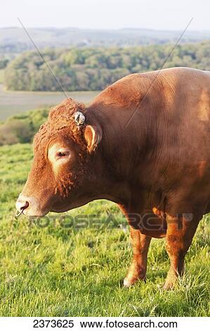 Stock Photography - Bull in a field near Wingreen Hill; Dorset, England. Fotosearch