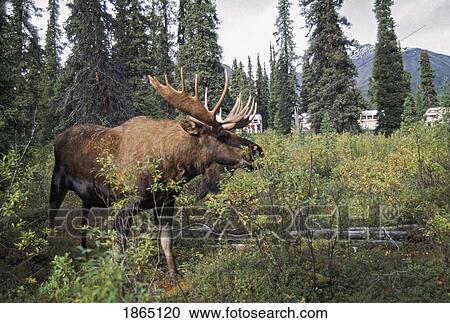Stock Image - Bull Moose Eating Willow With Tour Buses Observing. Fotosearch