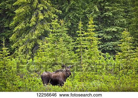Stock Photograph - Bull moose in boreal forest along the Denali Highway, Southcentral Alaska, Summer.. Fotosearch