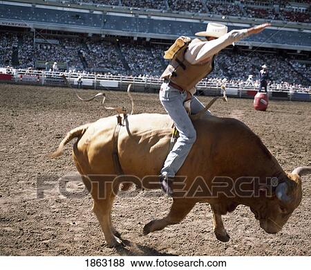 Bull Rider, Calgary Stampede, Calgary, Alberta, Canada View Large Photo Image Stock Photo - Bull Rider, Calgary Stampede, Calgary, Alberta, Canada. Fotosearch