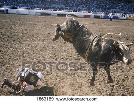 Bull Rider, Calgary Stampede, Calgary, Alberta, Canada View Large Photo Image Stock Photo - Bull Rider, Calgary Stampede, Calgary, Alberta, Canada. Fotosearch