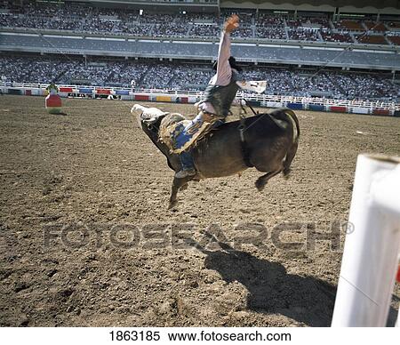 Bull Rider, Calgary Stampede, Calgary, Alberta, Canada View Large Photo Image Stock Photography - Bull Rider, Calgary Stampede, Calgary, Alberta, Canada. Fotosearch