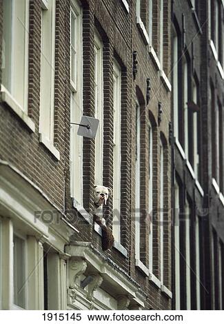 Bulldog In Window Of House View Large Photo Image Stock Photography - Bulldog In Window Of House. Fotosearch