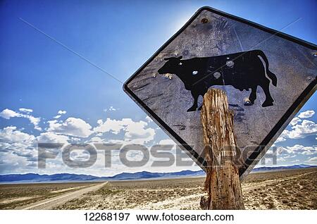 Stock Photo - Bullet hole through sign of a cow; Nevada, United States of America. Fotosearch