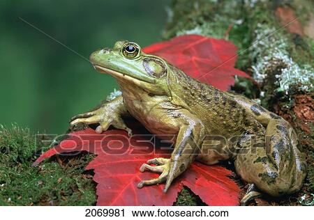 Stock Image - Bullfrog. Fotosearch