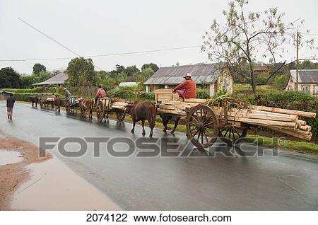 Bullock Car Carrying Wood On The Road Between Antananarivo & Ambositra, Antananarivo Province, Madagascar View Large Photo Image Stock Image - Bullock Car Carrying Wood On The Road Between Antananarivo & Ambositra, Antananarivo Province, Madagascar. Fotosearch