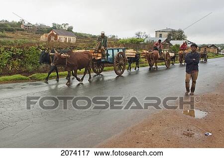 Stock Photo - Bullock Car Carrying Wood On The Road Between Antananarivo & Ambositra, Antananarivo Province, Madagascar. Fotosearch