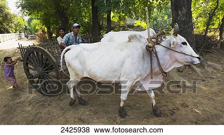 Stock Photo - Bullock cart in rural Burma; Myanmar. Fotosearch