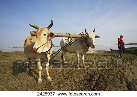Bullock in a field with a farmer in rural Burma; Myanmar View Large Photo Image Stock Photo - Bullock in a field with a farmer in rural Burma; Myanmar. Fotosearch
