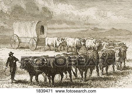Bullock Wagon Crossing The Great Plains. From American Pictures Drawn With Pen And Pencil By Rev Samuel Manning Circa 1880 View Large Photo Image Stock Image - Bullock Wagon Crossing The Great Plains. From American Pictures Drawn With Pen And Pencil By Rev Samuel Manning Circa 1880. Fotosearch