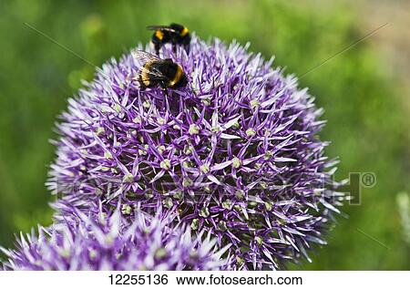 Stock Photograph - Bumble bees pollinating the purple topped Allium Giganteum, Greenwich Park; London, England. Fotosearch
