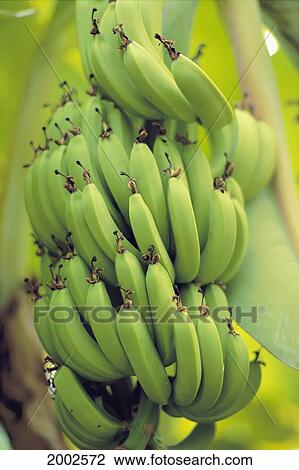 Bunch Of Green Bananas, Close-Up On Tree, Others In Soft Focus Background View Large Photo Image Stock Image - Bunch Of Green Bananas, Close-Up On Tree, Others In Soft Focus Background. Fotosearch